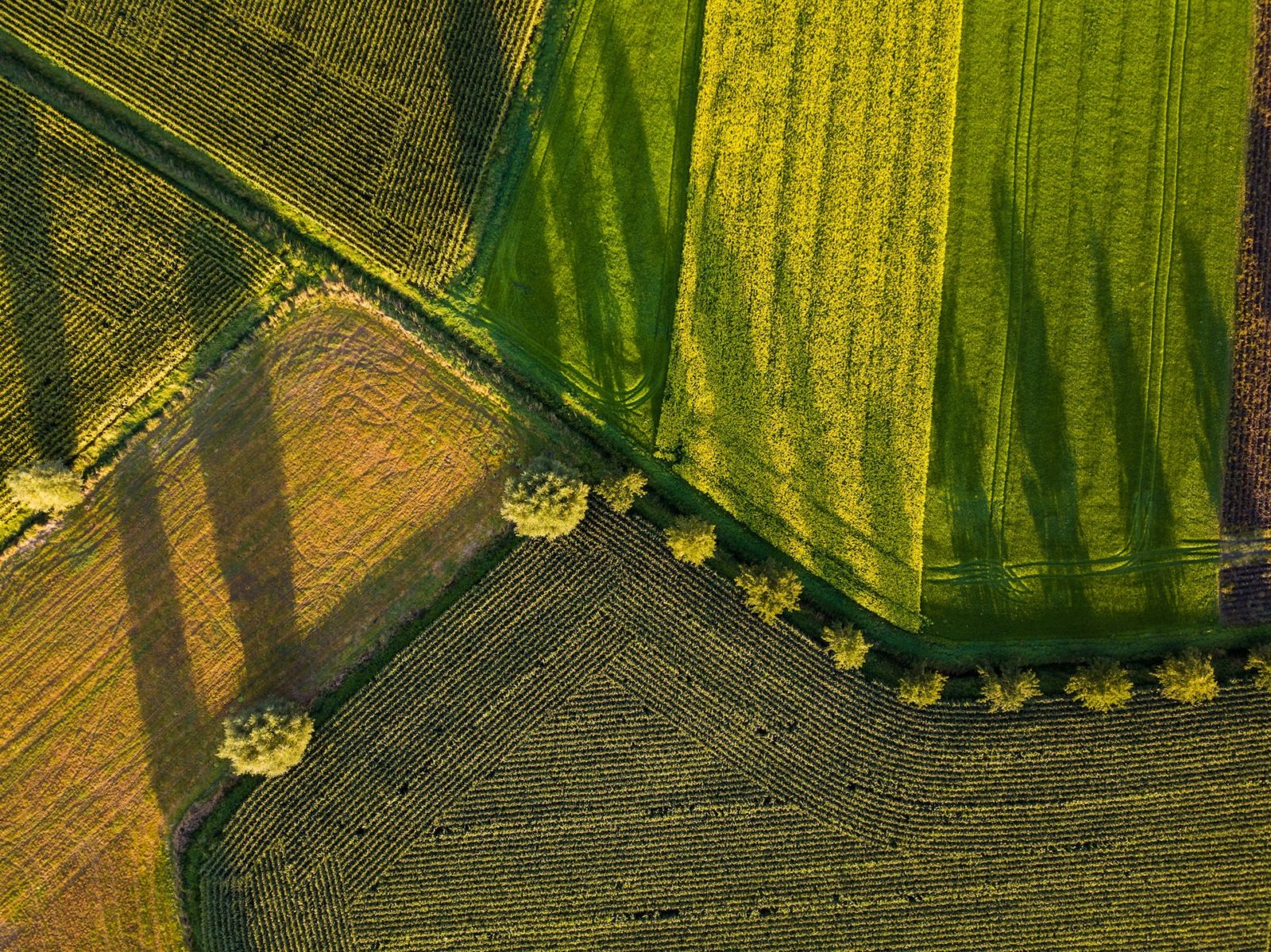 Žiedinės ekonomikos plėtra agromaisto sektoriuje: industrinės simbiozės tyrimo rezultatai